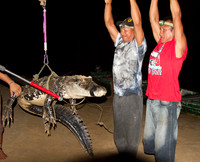 Catching Caiman #7