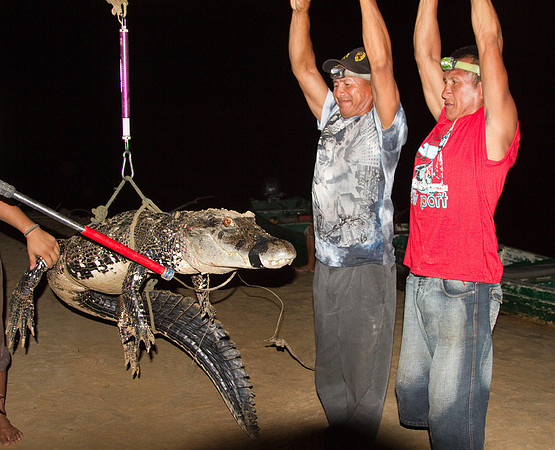 Catching Caiman #7