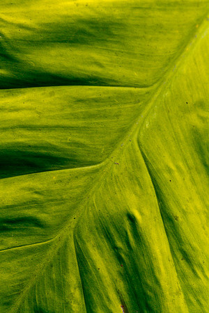 Leaf Abstract #8