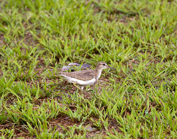 Spotted Sandpiper