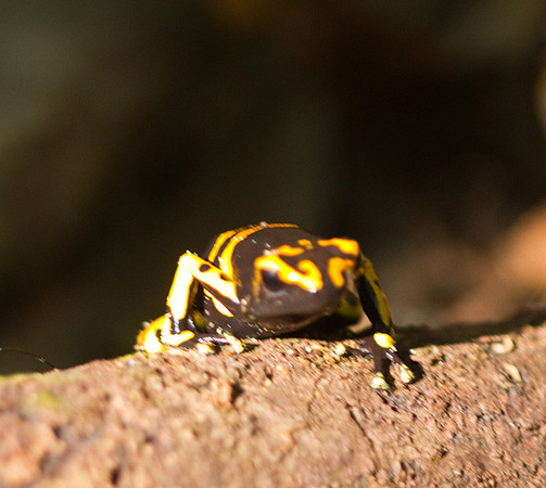 Yellow Striped Poison Dart Frog