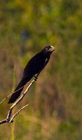 Smooth Billed Ani
