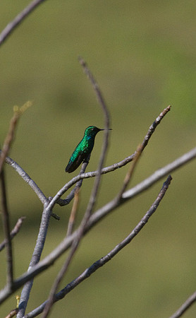 Hermit Hummingbird