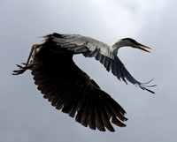 Cocoi Heron #4