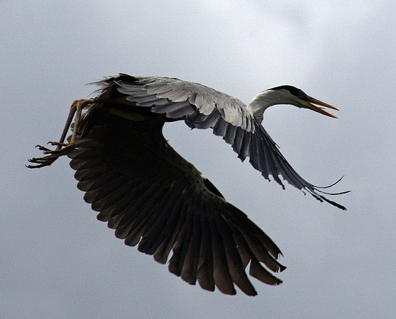 Cocoi Heron #4