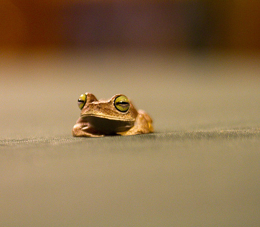Frog #3