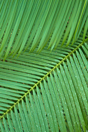 Leaves Abstract #2