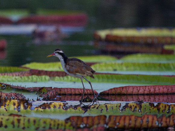 Wattled Jacana #2