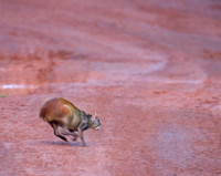 Agouti