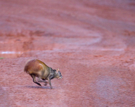 Agouti