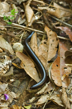 Millipede