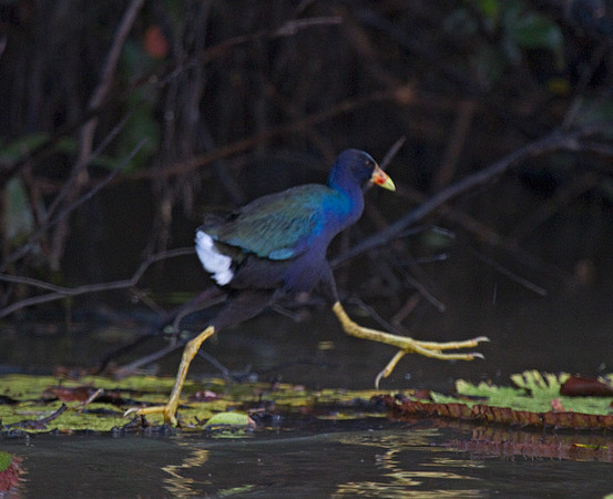 Purple Crake #1