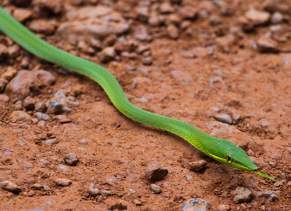 Vine Snake