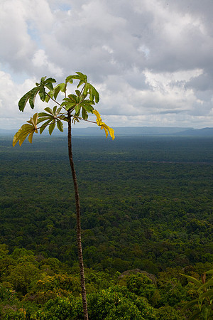 Turtle Mountain View #1