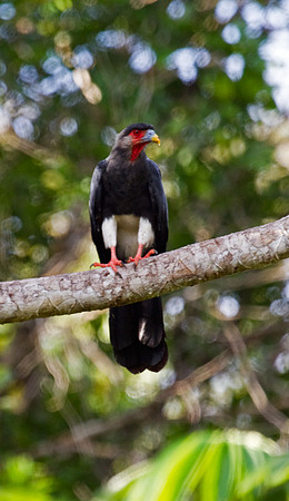 Red Throated Caracara