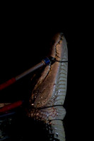 Catching Caiman #2