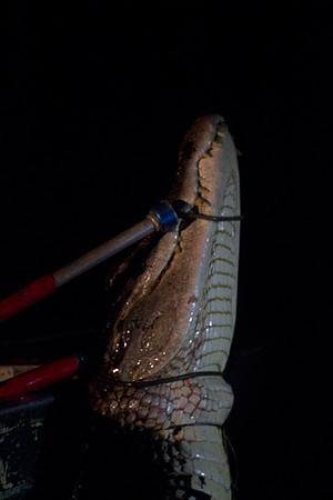 Catching Caiman #2