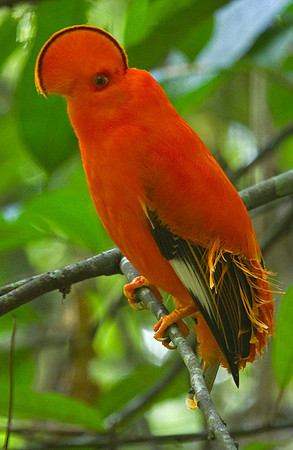 Guinean Cock of the Rock #3