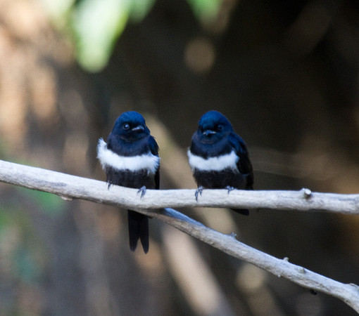 White Banded Swallows
