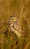 Burrowing Owl #5