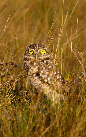 Burrowing Owl #5