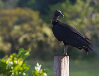Blackheaded Vulture