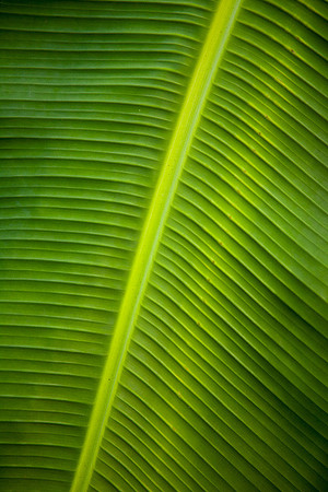 Leaf Abstract #1