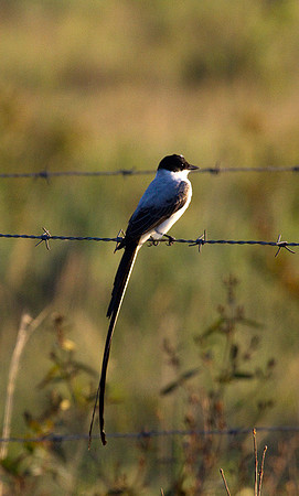 Fork Tailed Flycatcher