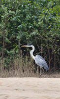 Cocoi Heron #2