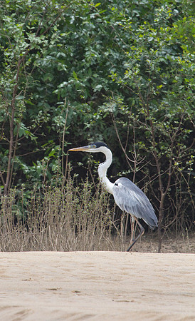 Cocoi Heron #2