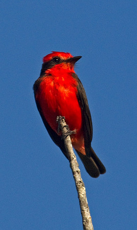 Vermillion Flycatcher #3
