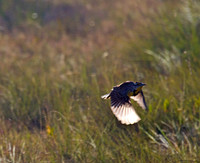 Eastern Meadowlark in Flight