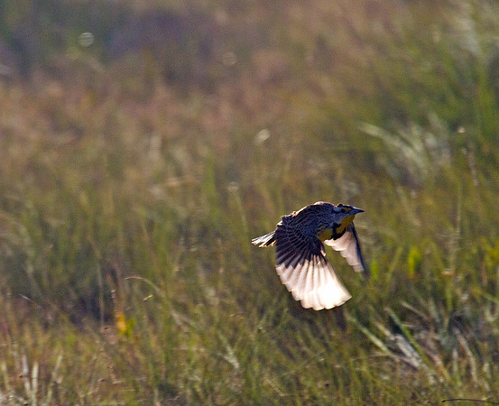Eastern Meadowlark in Flight