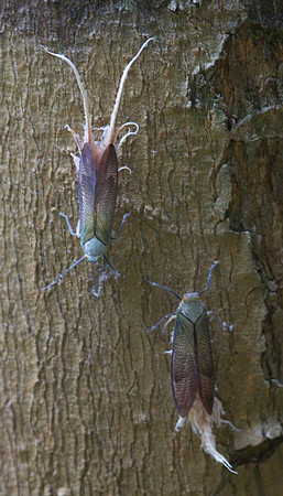 Reticulate Plant Hopper