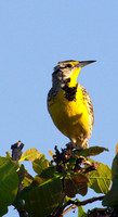 Eastern Meadowlark #2