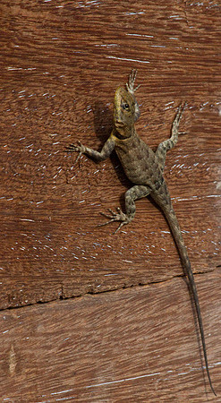 Lizard on the Wall