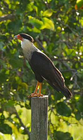 Northern Cara Cara
