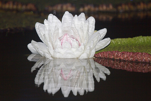 Giant Lilly Pad Bloom #3