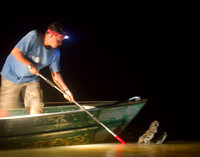 Catching Caiman #1