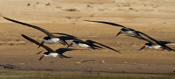Skimmers #4