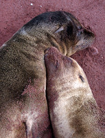 Cuddling Seals