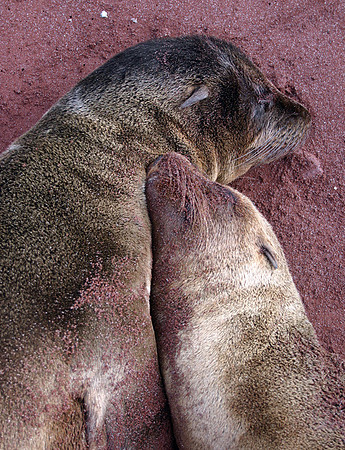 Cuddling Seals