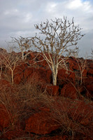 Lonesome Trees - Rabida
