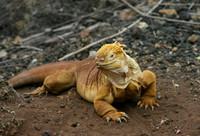 Land Iguana - Darwin Center, Santa Cruz