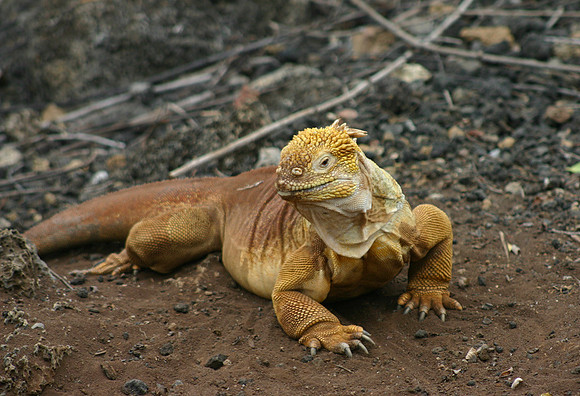 Land Iguana - Darwin Center, Santa Cruz