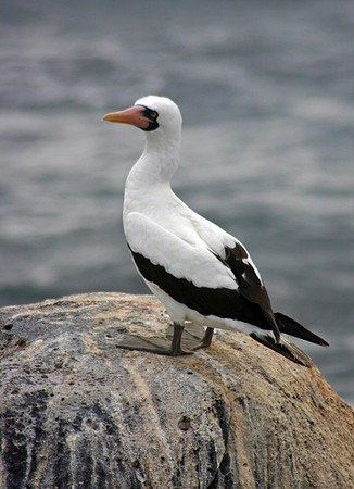 Nazca Booby Portrait - Punta Suarez, Espanola