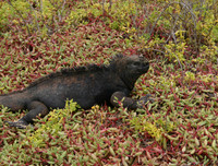 Marine Iguana - Cerro Dragon, Santa Cruz