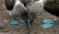 Blue Footed Boobies - Punta Suarez, Espanola