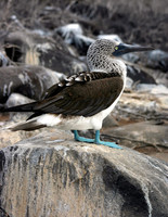 Blue Footed Booby