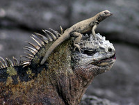 Marine Iguana and Friend